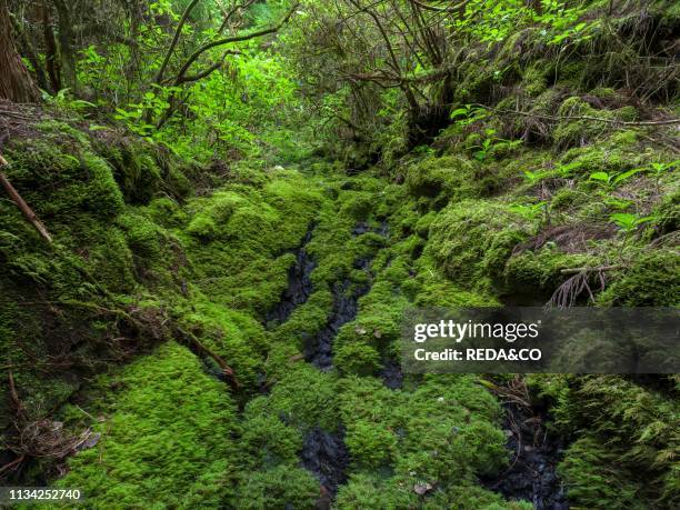 Forest near Cabeco Grodo. Faial Island. An island in the Azores in the Atlantic ocean. The Azores are an autonomous region of Portugal.
