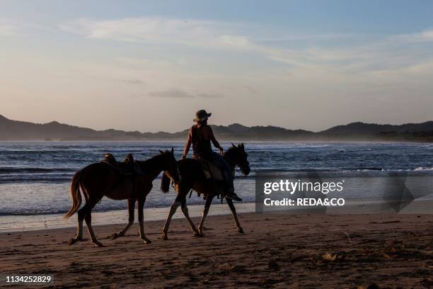 Horse in the beach. Tamarindo. Costa Rica. Central America.