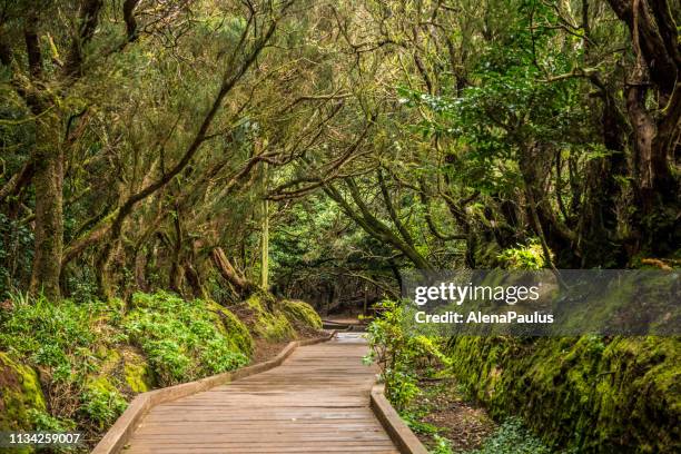 beautiful green forest - mystery island stock pictures, royalty-free photos & images