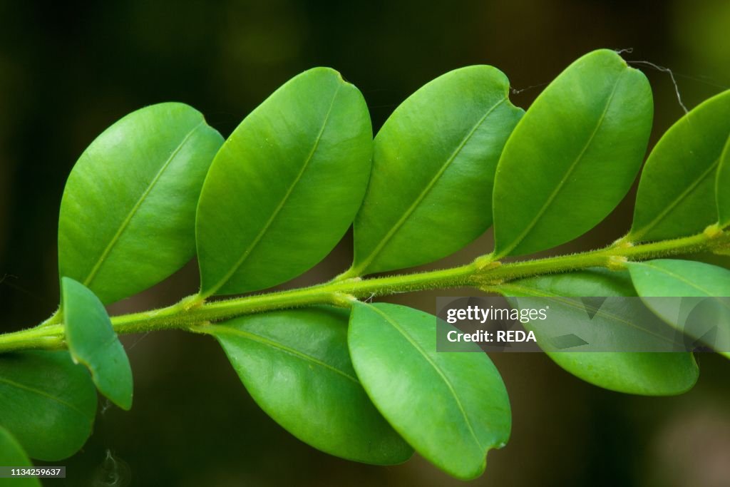 Bruxus Buxus Sempervirens Leaf