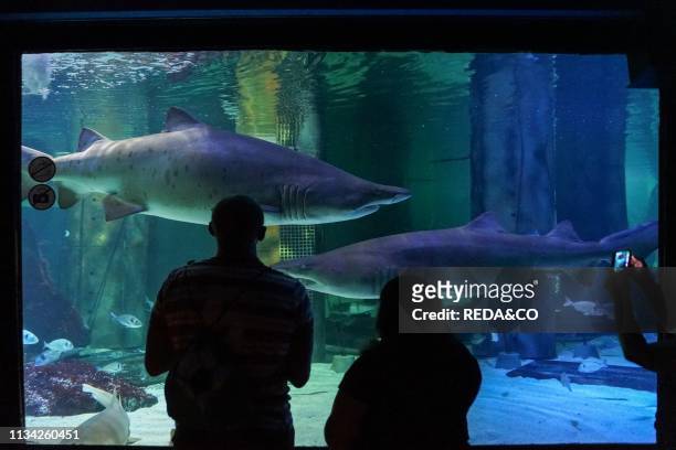 Aquarium of Cattolica. Bull Sharks. Emilia Romagna. Italy. Europe.