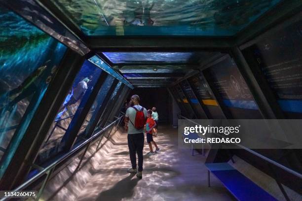 Visitors to the Aquarium of Cattolica. Emilia Romagna. Italy. Europe.