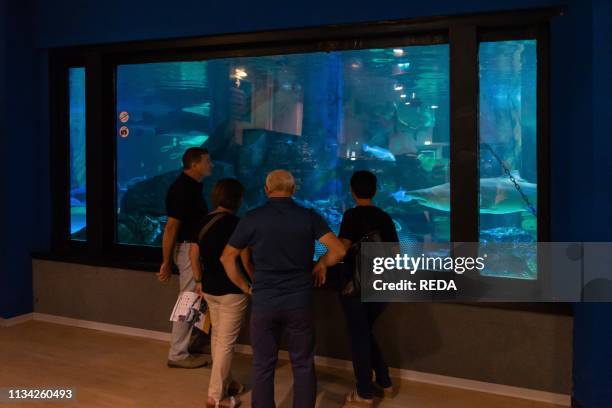 Aquarium of Cattolica. Bull Sharks. Emilia Romagna. Italy. Europe.