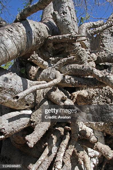 Boab Tree Roots Close-up of roots and branches of a baobab tree, adansonia digitata ...