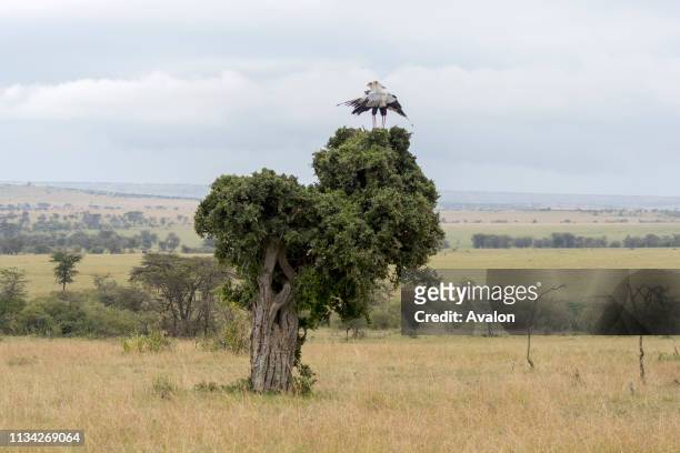 Secretary bird couple is building a nest in a tree in the grasslands of the Masai Mara National Reserve in Kenya.