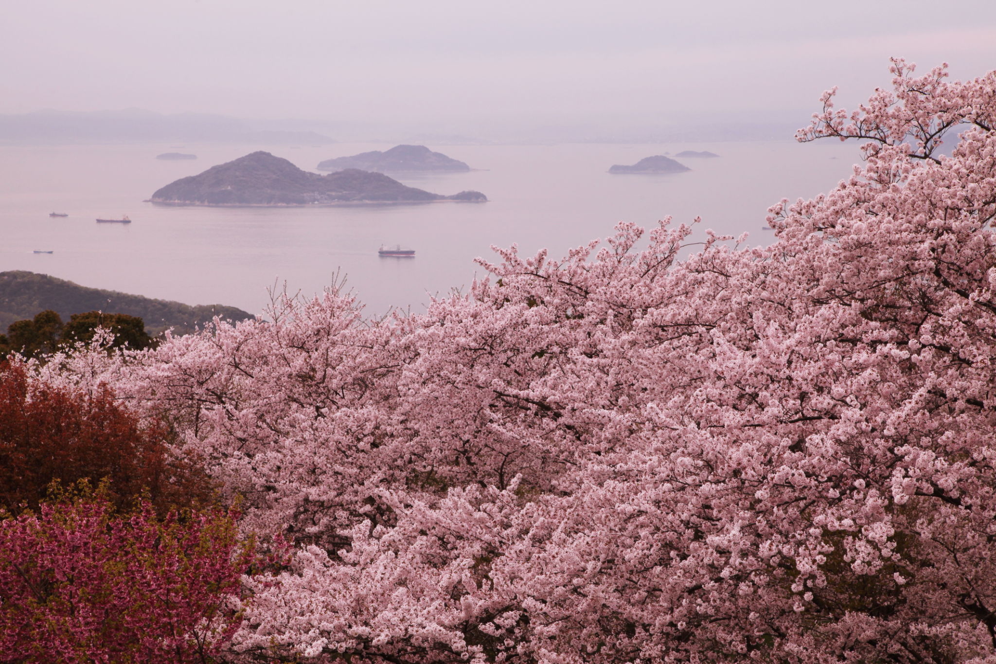 cherry blossoms Shikoku
