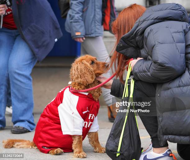 Arsenal dog during the FA Women's Super League football match between Birmingham City Women vs Arsenal Women at Solihull Moors FC, Damson Park on...