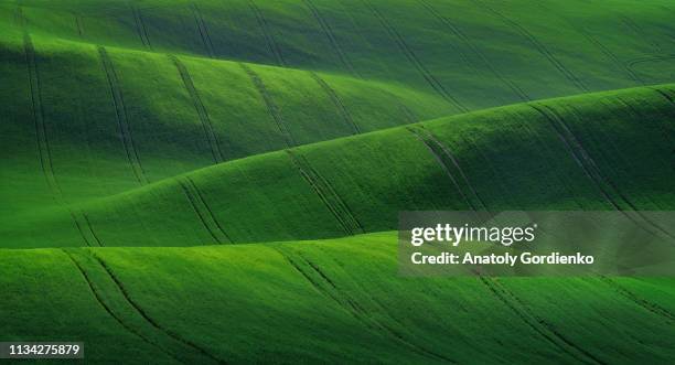 spring rural landscape of agricultural fields of south moravia. green waves of the fields of south moravia, czech republic. landscape of green hills. good texture or background - verde estágio de flora - fotografias e filmes do acervo