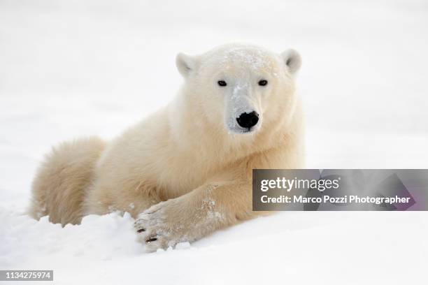 portrait of a bear - mammifero stock-fotos und bilder