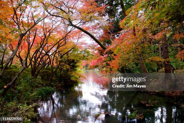 autumn leaves - 森林 stockfoto's en -beelden