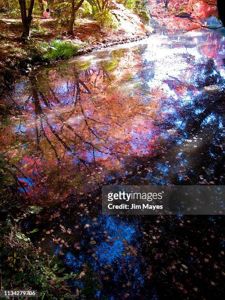 autumn leaves - 森林 stockfoto's en -beelden