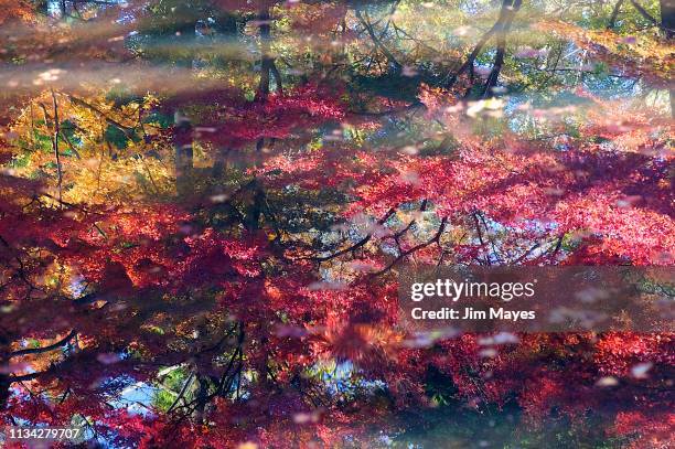 autumn reflections - 環境 foto e immagini stock