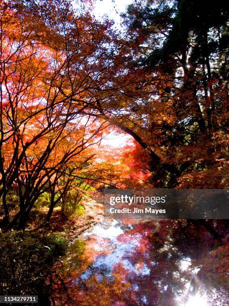 autumn leaves - 森林 stockfoto's en -beelden