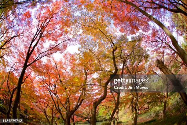 autumn leaves - 森林 stockfoto's en -beelden