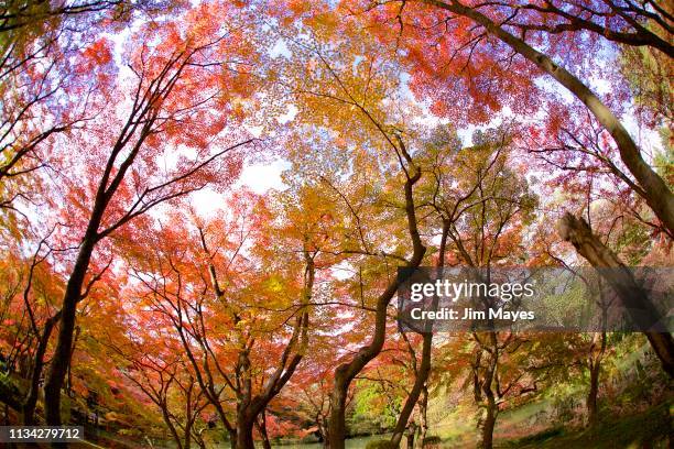 autumn leaves - カエデ 個照片及圖片檔