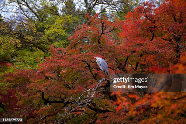 autum leaves　- 紅葉と青鷺 - 環境 foto e immagini stock