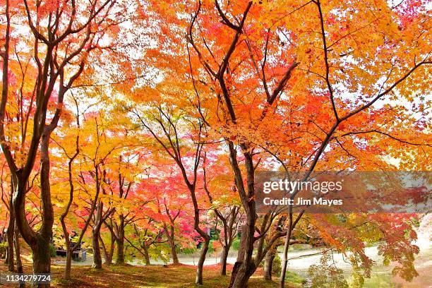 autumn leaves - カエデ stock-fotos und bilder