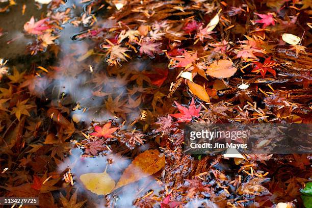 autumn leaves - 森林 stockfoto's en -beelden