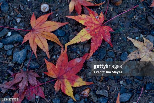 autumn leaves - カエデ 個照片及圖片檔