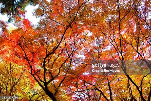 autumn leaves - 森林 - fotografias e filmes do acervo