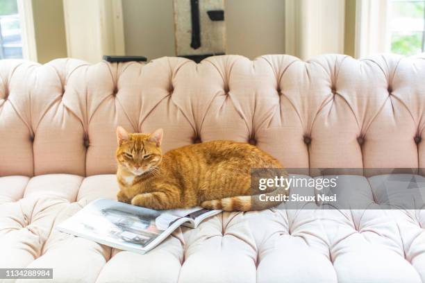 ginger cat lying on stylish sofa - 茶トラ ストックフォトと画像