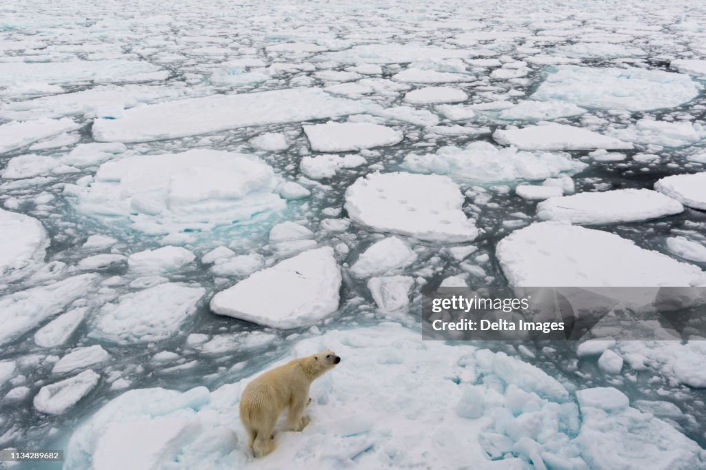 Polar bear (Ursus maritimus), Polar Ice Cap, 81north of Spitsbergen, Norway