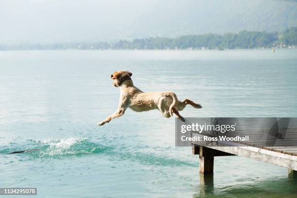 dog jumping off pier into lac d'annecy, annecy, france - mole animal stock-fotos und bilder