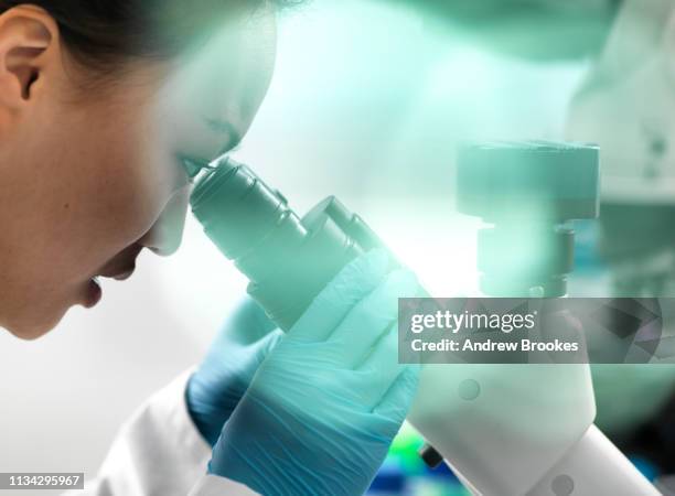 scientist viewing sample through microscope during experiment in laboratory - medische artikelen stockfoto's en -beelden