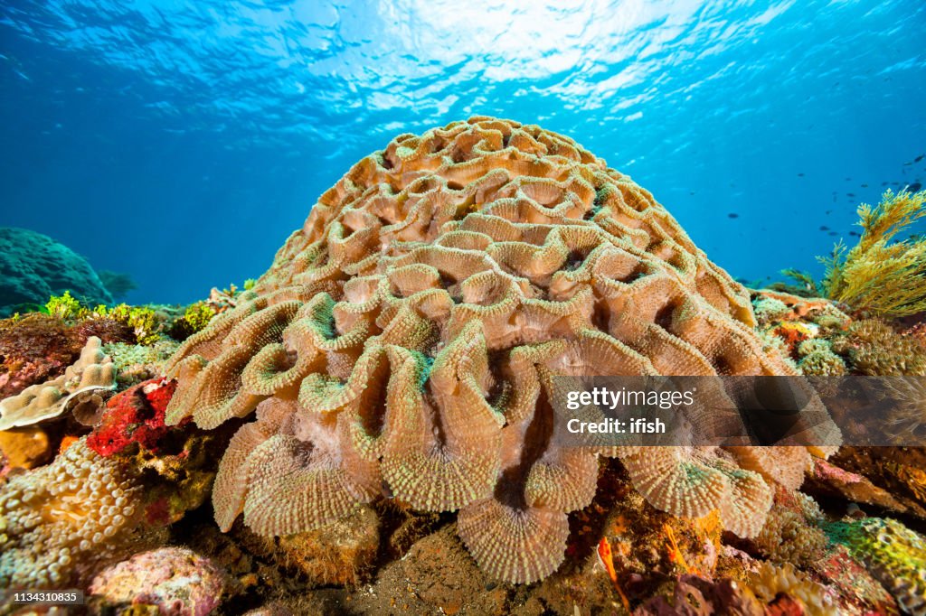 Beautiful Lobed Brain Coral Lobophyllia sp., Pantar Strait, Indonesia