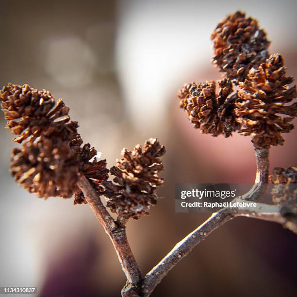 miniature casserole pine - macrophotographie 個照片及圖片檔