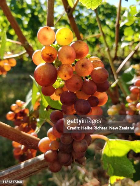 pinot gris grapes - pinot grigio wine foto e immagini stock