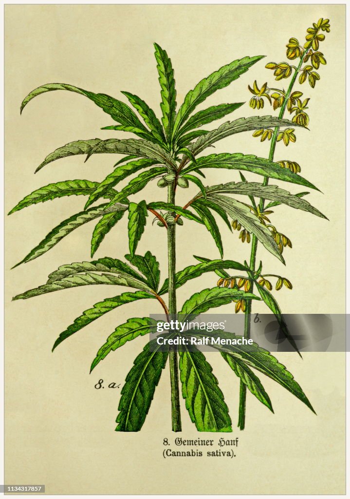 Cannabis sativa-beskäras från viktorianska stil botaniska litografier bok. München 1880-1889, Tyskland.