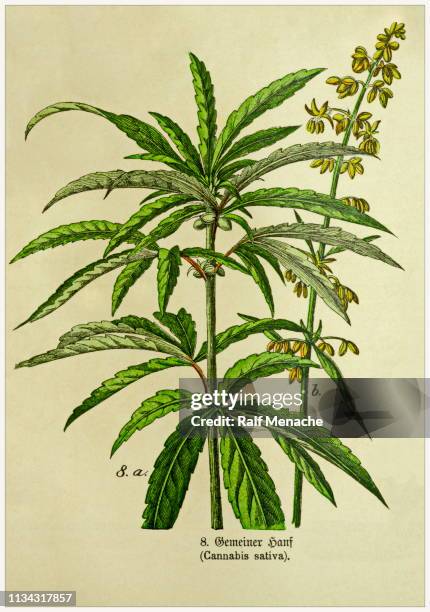 cannabis sativa - cropped from victorian style botanical lithographs book. munich 1880-1889, germany. - cannabis narcotic stock illustrations