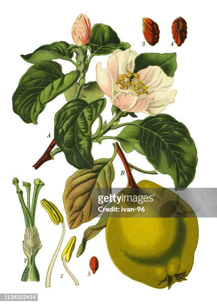 apple quince - quince stock illustrations