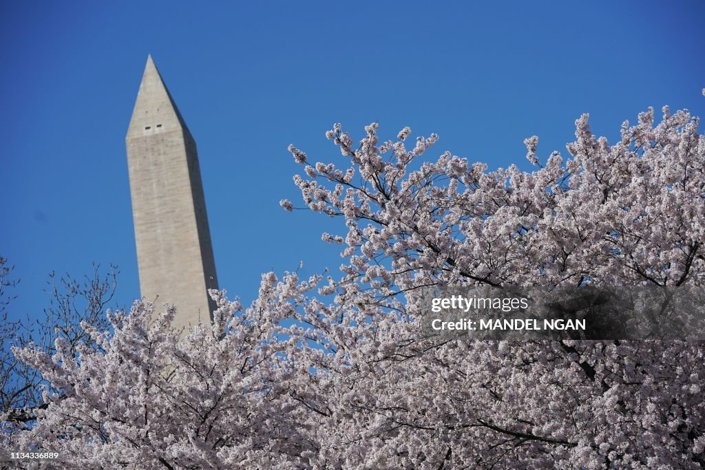 US-FESTIVAL-CHERRY-BLOSSOMS-nature