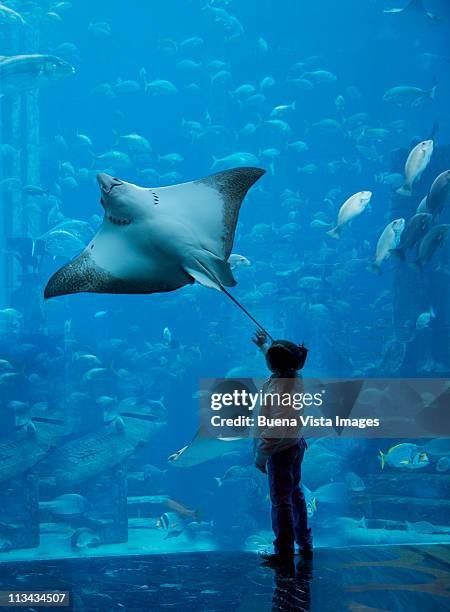 little girl watching a stingray - atlantis stock pictures, royalty-free photos & images