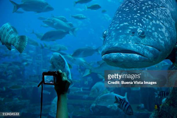 woman taking picture of a grouper - atlantis imagens e fotografias de stock