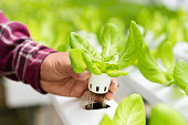Hand holding hydroponic plant