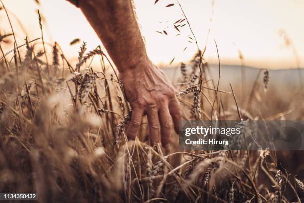 小麦の黄金の頭に触れる手 - エンバク ストックフォトと画像