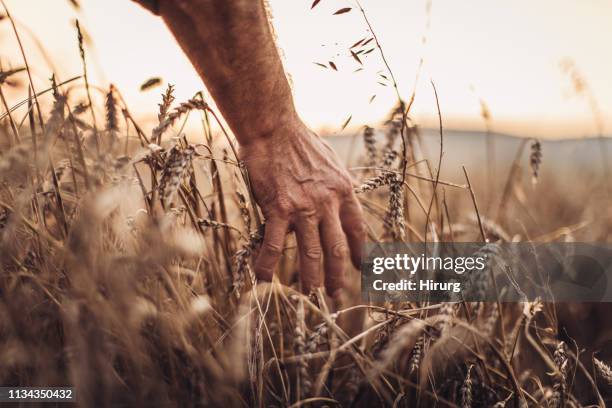 hand touching golden heads of wheat - avena stock pictures, royalty-free photos & images