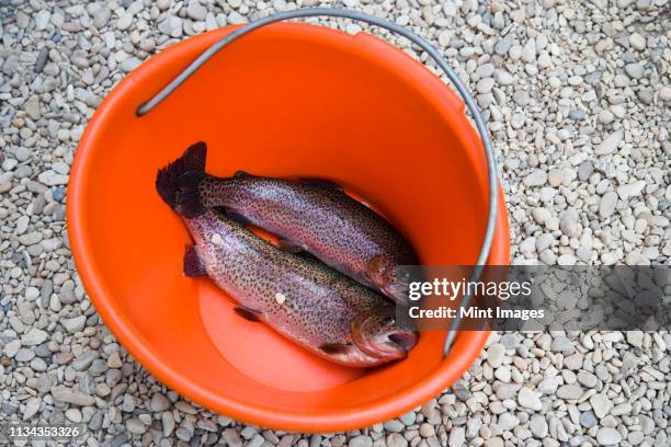 1,844 Fish In A Bucket Stock Photos, High-Res Pictures, and Images - Getty  Images