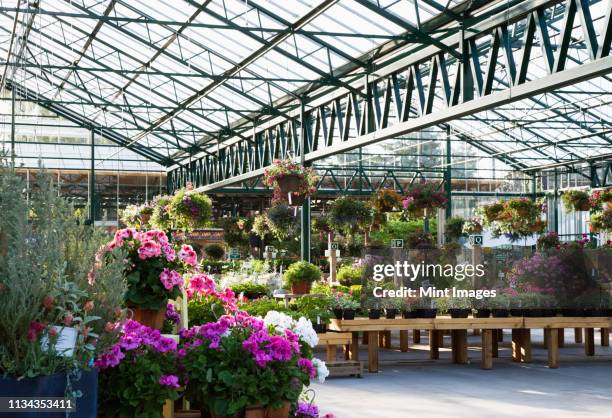 flowers in plant nursery - magasin de fleurs photos et images de collection