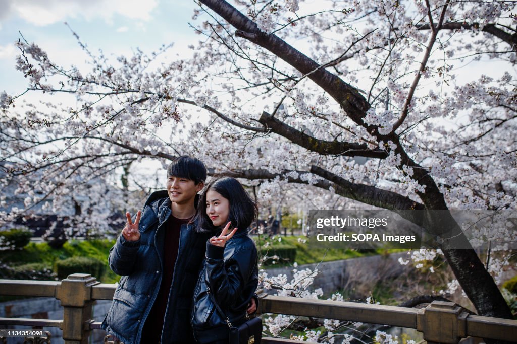 A couple seen enjoying cherry blossom views at yamazaki...