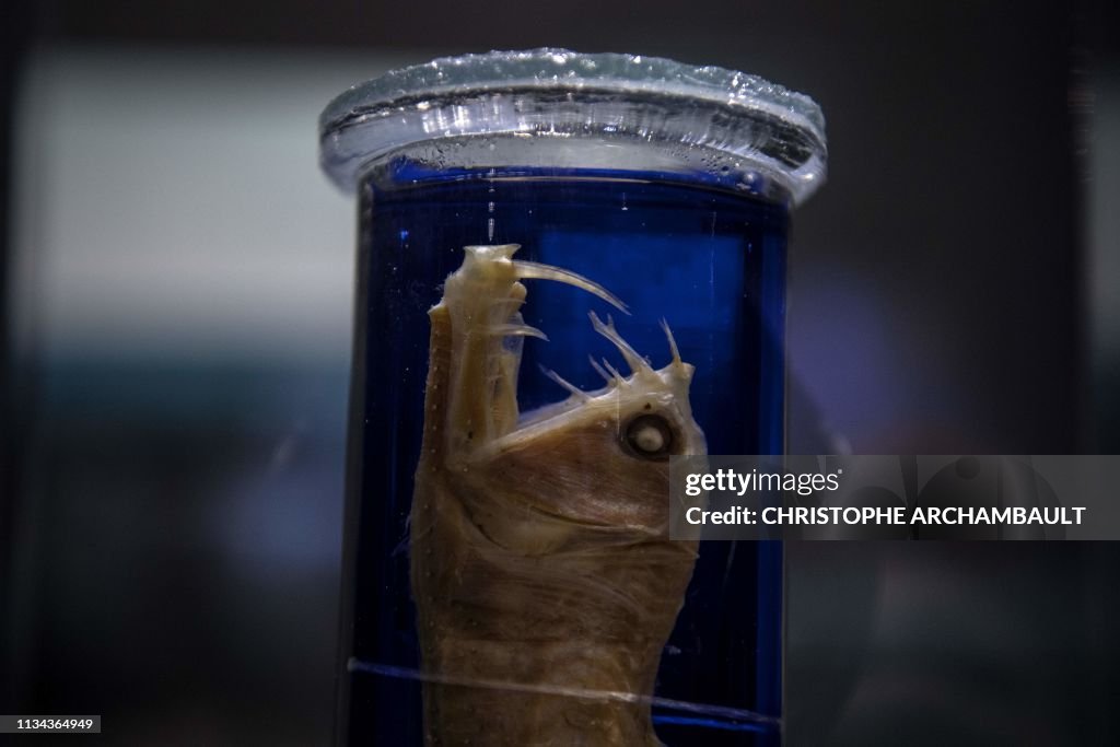 FRANCE-SCIENCE-OCEANS-BIOLOGY-ANIMALS-MUSEUM-EXHIBITION