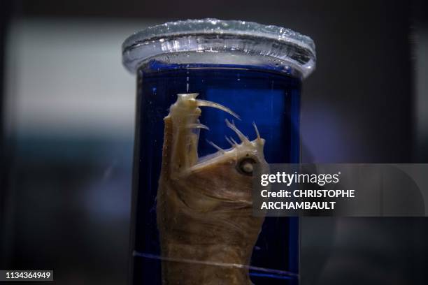 FRANCE-SCIENCE-OCEANS-BIOLOGY-ANIMALS-MUSEUM-EXHIBITION, News Photo