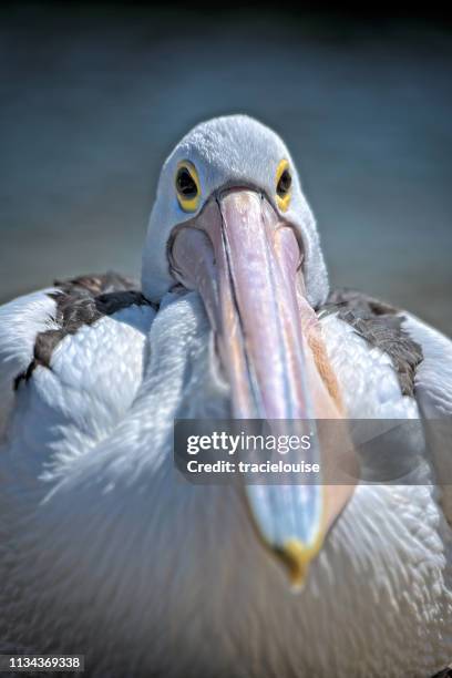 australian pelican (pelecanus conspicillatus) - australian pelican stock pictures, royalty-free photos & images