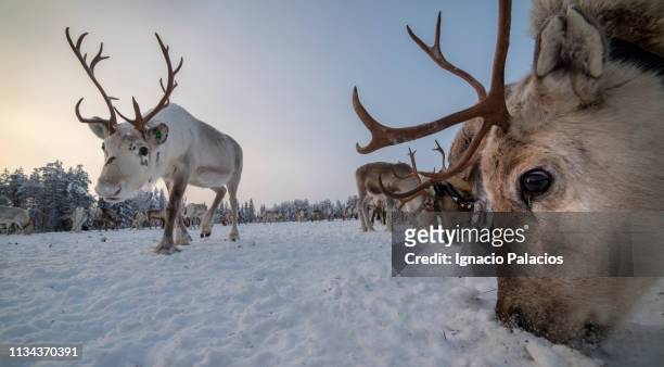 reindeer grazing in a farm, lapland in winter, finland - finnish lapland stock-fotos und bilder
