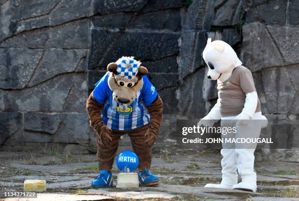 Herthinho , the mascot of German first division Bundesliga football club Hertha BSC Berlin, and a person dressed in a polar bear suit place gifts for...