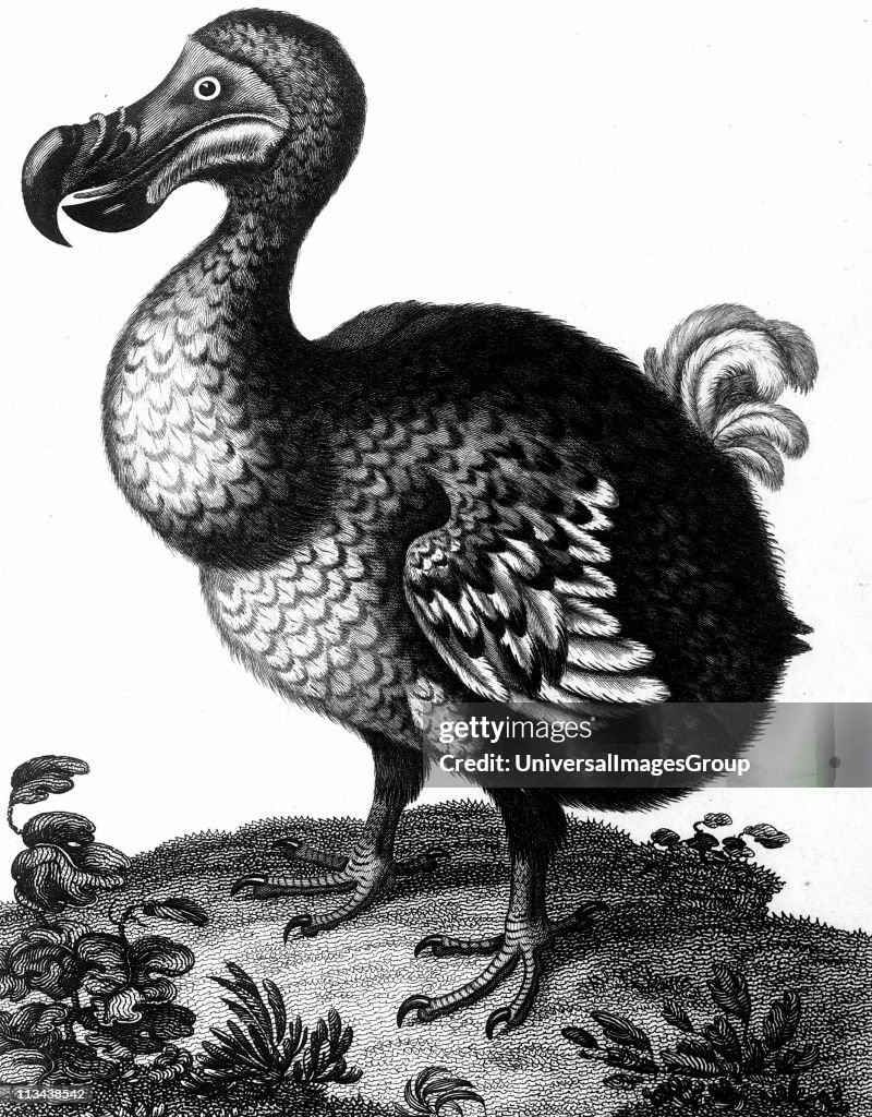 Dodo Def Dodo - Raphus cucullatus, formerly Didus ineptus - extinct flightless ...