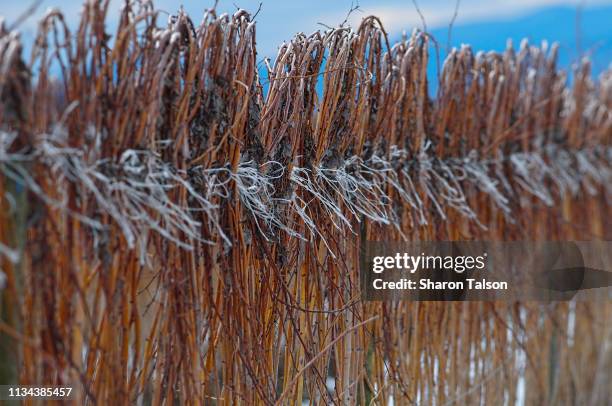 Winter Raspberry Canes 20 Raspberry Canes Stock Photos, High-Res Pictures, and Images - Getty ...